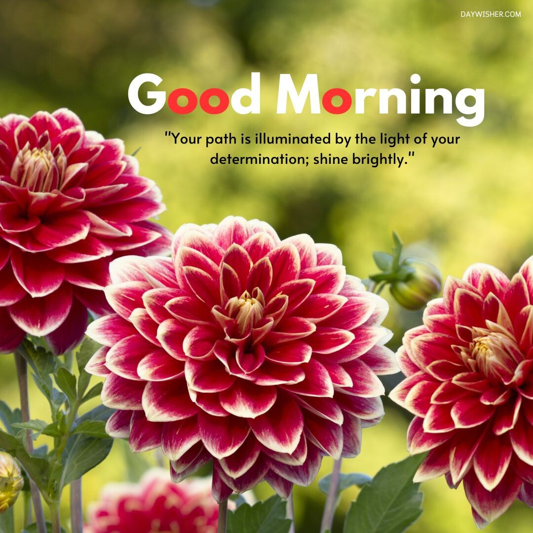 Stunning red and white dahlias in full bloom with a lush green background and a motivational good morning message about determination and shining brightly, perfect as a good morning flowers image that inspires vibrancy and drive.