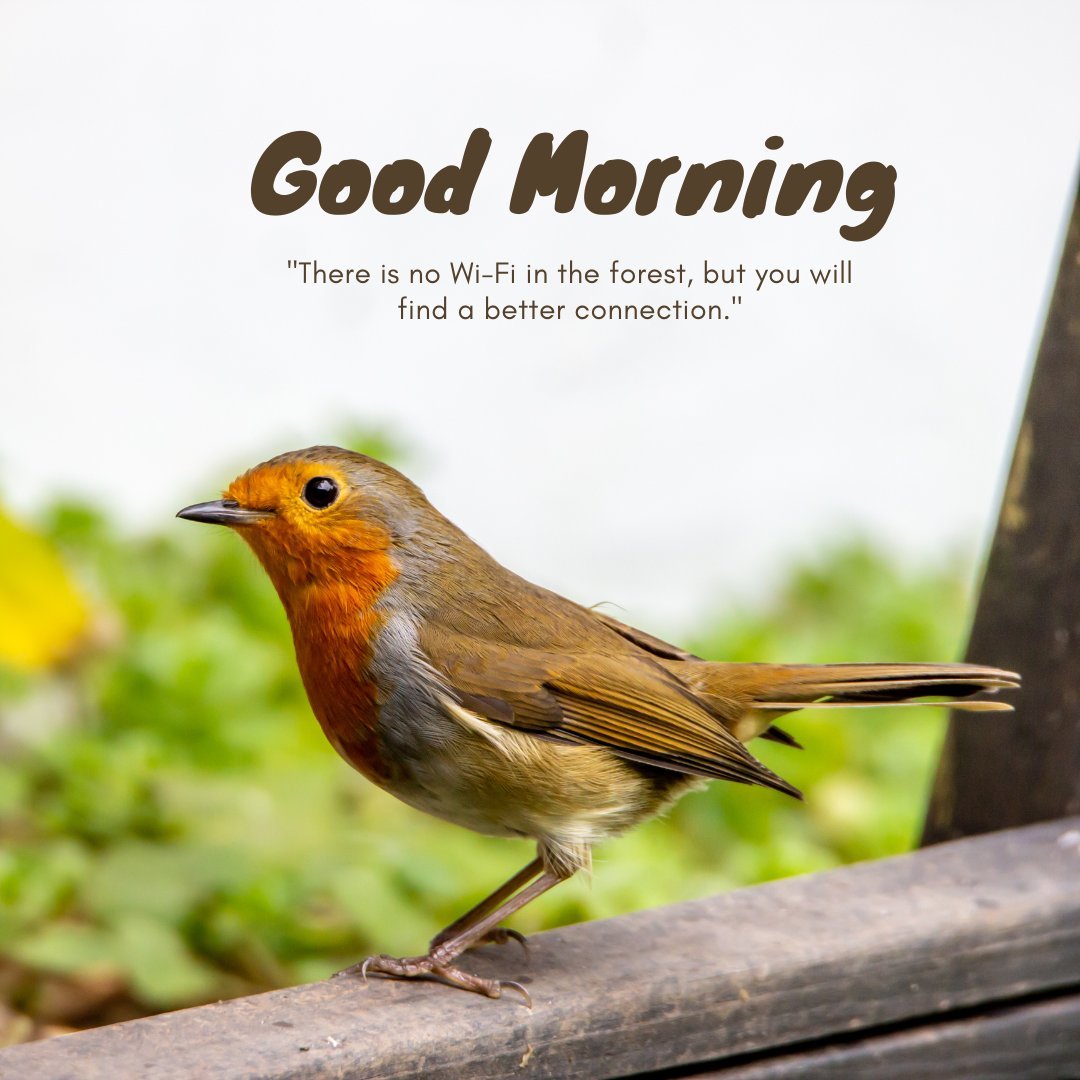 A good morning nature image featuring a robin perched on a wooden surface with a blurred green background. The text "Good Morning" is displayed above the quote, "There is no Wi-Fi in the forest, but you will find a better connection." This beautiful image captures the essence of nature, making it perfect for a morning greeting.