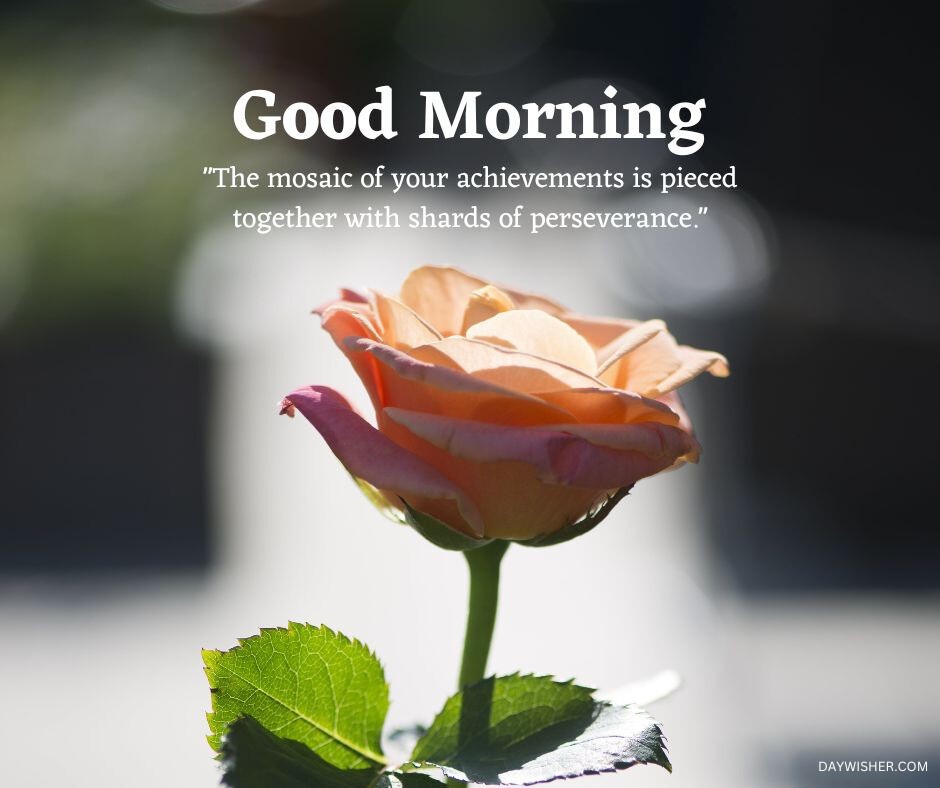 An elegant peach rose bathed in soft morning light, casting subtle shadows across its velvety petals. The rose stands out against a blurred dark background, highlighting its natural grace and the dewy freshness of its petals. Accompanied by a thought-provoking quote on perseverance and achievement, this image offers a serene and inspiring start to the day, making it an ideal good morning greeting for those who appreciate the beauty and romance of flowers.