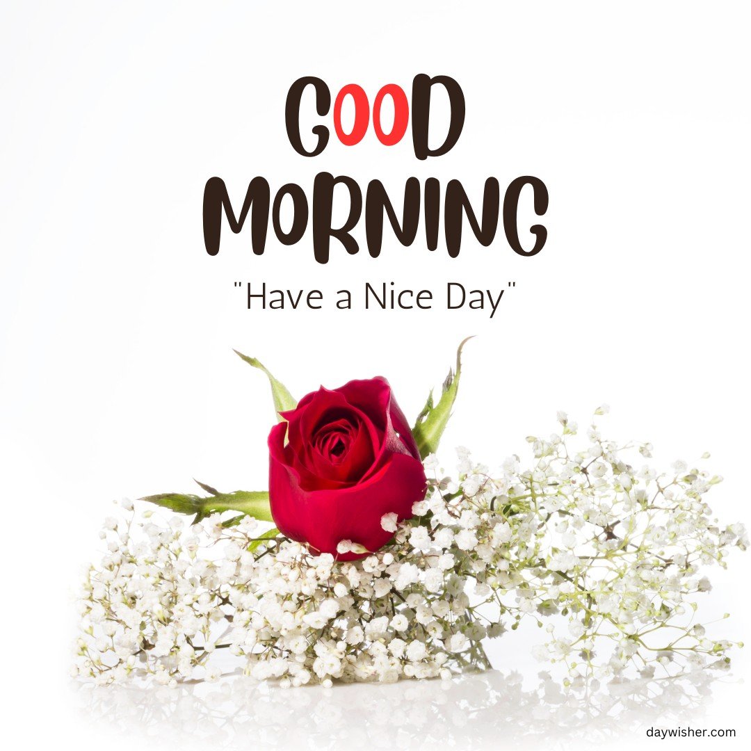 A striking composition of a singular red rose surrounded by delicate baby's breath flowers, set against a pristine white background with a cheerful "Good Morning - Have a Nice Day" greeting. This image combines the classic elegance of a red rose with the purity of white flowers, creating a refreshing and uplifting morning message.