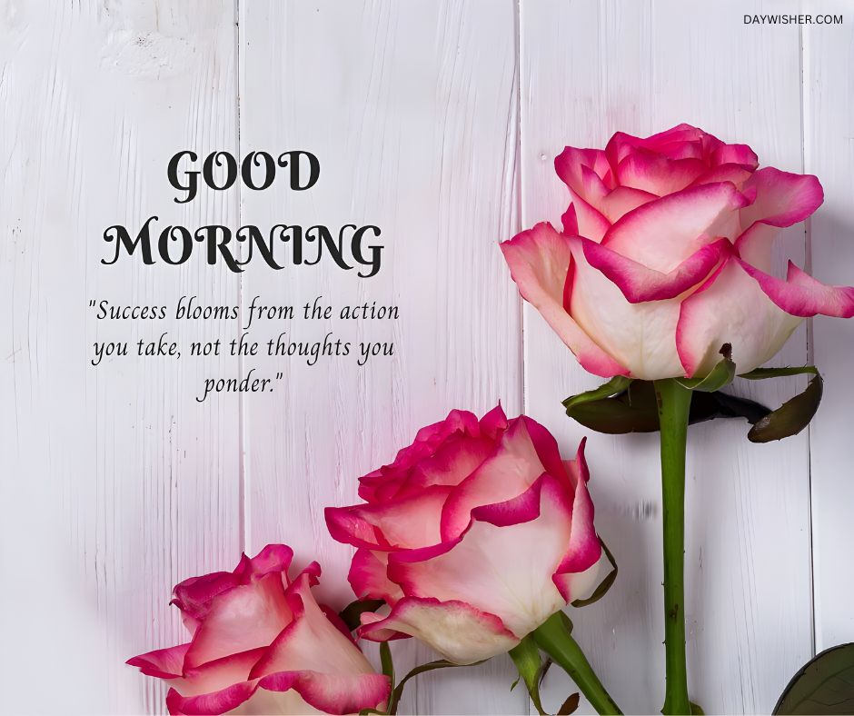 Elegant pink-edged white roses placed against a rustic white wooden background with an uplifting good morning quote, perfect as a good morning flowers image to inspire action.