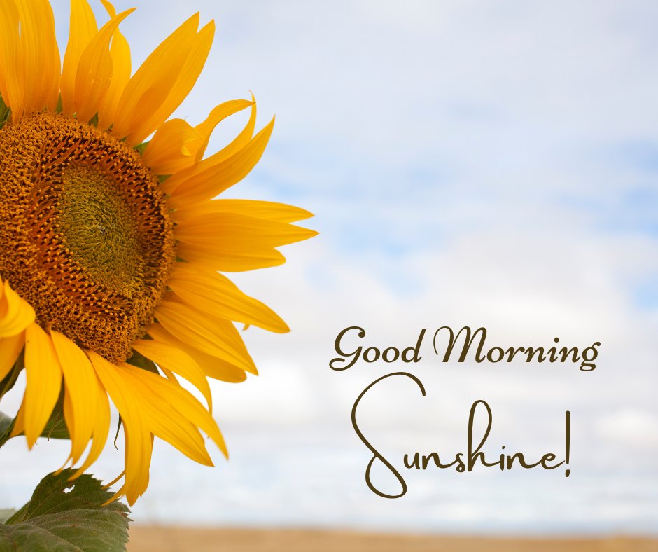 A cheerful good morning sunshine image showcasing a vibrant sunflower in full bloom against a soft blue sky. The text "Good Morning Sunshine!" adds a joyful greeting, making it perfect for starting the day with a smile. This image radiates positivity and nature's beauty, ideal for sharing a bit of sunshine and happiness with loved ones.