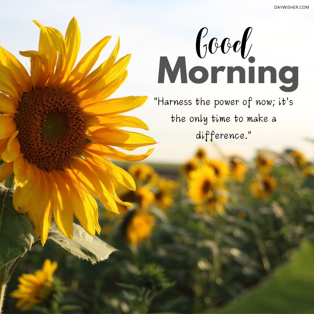 A vibrant sunflower in focus with a field of sunflowers in the background under a clear sky, featuring a good morning greeting and a quote about seizing the moment, ideal as a good morning flowers image to inspire action.