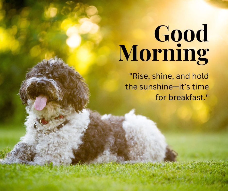 A fluffy black and white dog lying on green grass, bathed in warm morning sunlight. The background features a soft focus of greenery with a golden glow. The text "Good Morning" is displayed along with the quote "Rise, shine, and hold the sunshine—it's time for breakfast." This charming image captures the essence of a cute good morning with natural sunshine, perfect for sharing positivity and a cheerful start to the day.