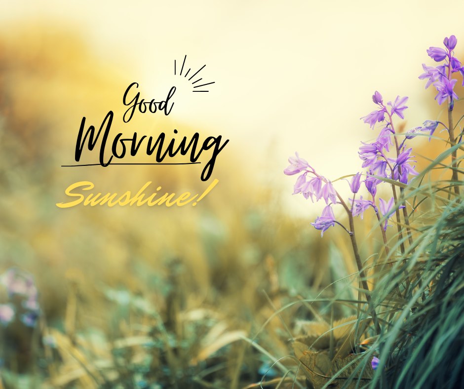 A delightful good morning sunshine image featuring delicate purple flowers basking in the golden morning light. The vibrant script "Good Morning Sunshine!" enhances the cheerful, inviting atmosphere, perfect for a fresh and uplifting start to the day. This image encapsulates the beauty of nature, making it ideal for spreading joy and positivity in the morning.