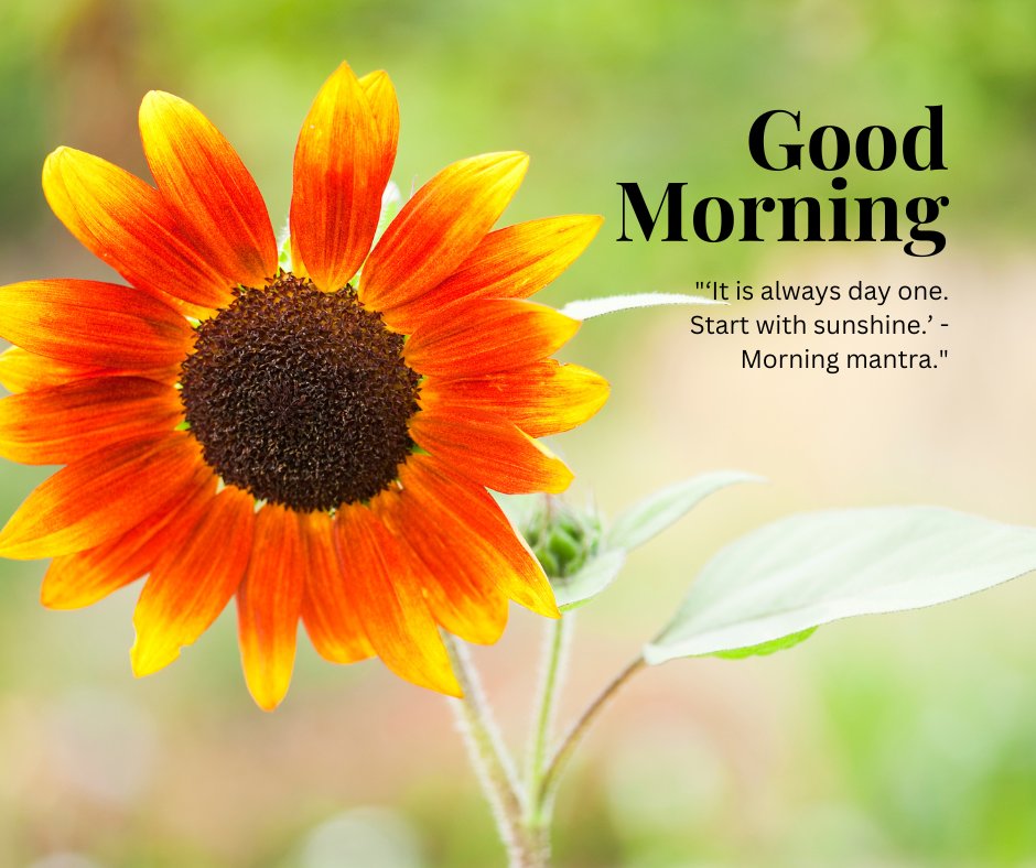 A vibrant orange and yellow sunflower in full bloom, with a soft green background. The text "Good Morning" is displayed along with the quote "'It is always day one. Start with sunshine.' - Morning mantra." This beautiful image captures the essence of a natural good morning with sunshine, perfect for sharing positivity and inspiration.