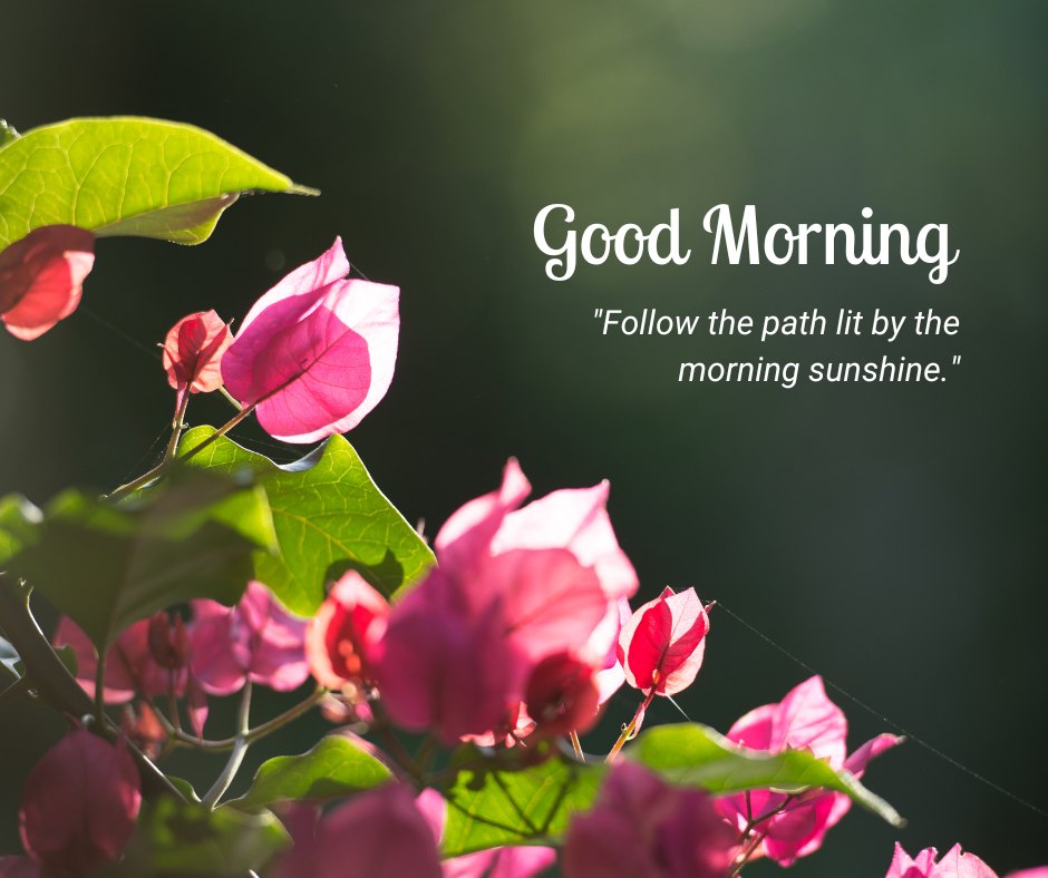 Close-up of vibrant pink flowers and lush green leaves illuminated by the morning sunshine. The text "Good Morning" is displayed above the quote "Follow the path lit by the morning sunshine." This image beautifully captures the natural charm of a good morning, making it perfect for sharing uplifting and positive vibes.