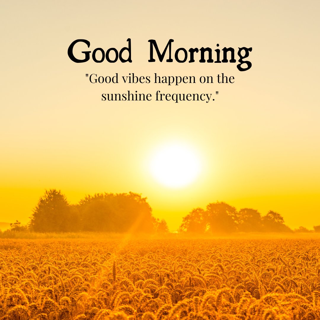 A stunning good morning sunshine image featuring a golden sunrise illuminating a wheat field, with the uplifting caption "Good vibes happen on the sunshine frequency." This image radiates warmth and positivity, perfectly capturing the essence of a hopeful and vibrant start to the day. Ideal for those looking to share a message of positivity and to encourage a cheerful and energetic morning among friends and loved ones.