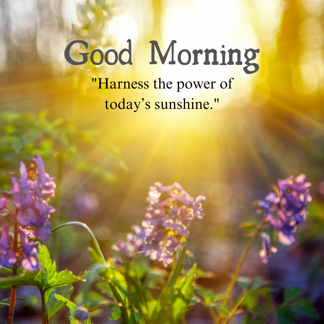 A vibrant good morning sunshine image showcasing purple flowers illuminated by rays of morning sunlight filtering through the trees. The inspiring caption "Harness the power of today’s sunshine." motivates viewers to embrace the day's potential and energy. This image perfectly captures the essence of a refreshing and empowering morning, ideal for starting the day with a positive and energetic outlook.