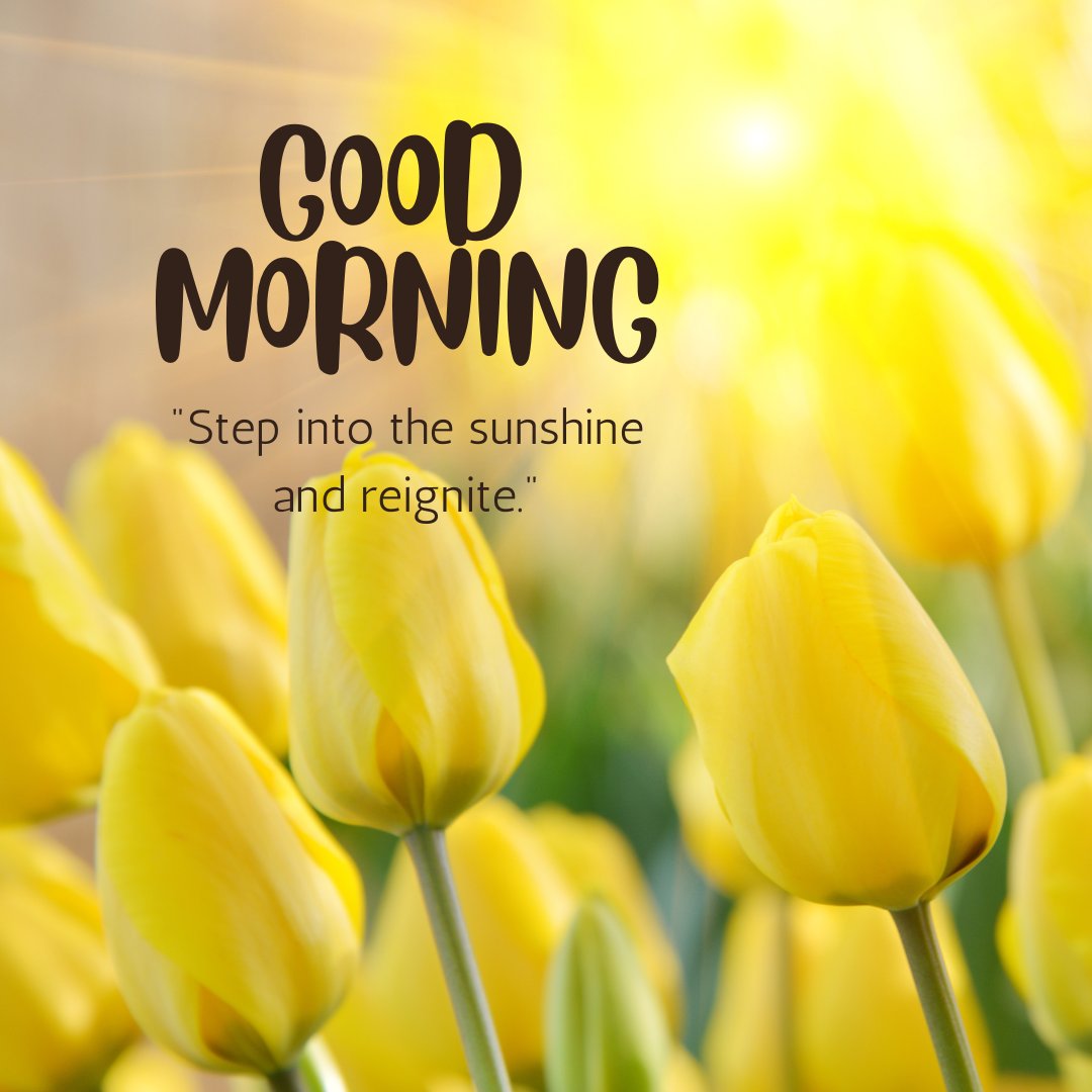 A vibrant good morning sunshine image featuring bright yellow tulips bathed in glowing sunlight. The caption "Step into the sunshine and reignite." inspires a sense of renewal and energy, making it a perfect image for a revitalizing morning greeting. This image beautifully captures the essence of spring and the invigorating power of sunlight, ideal for encouraging a fresh start and a positive outlook for the day.