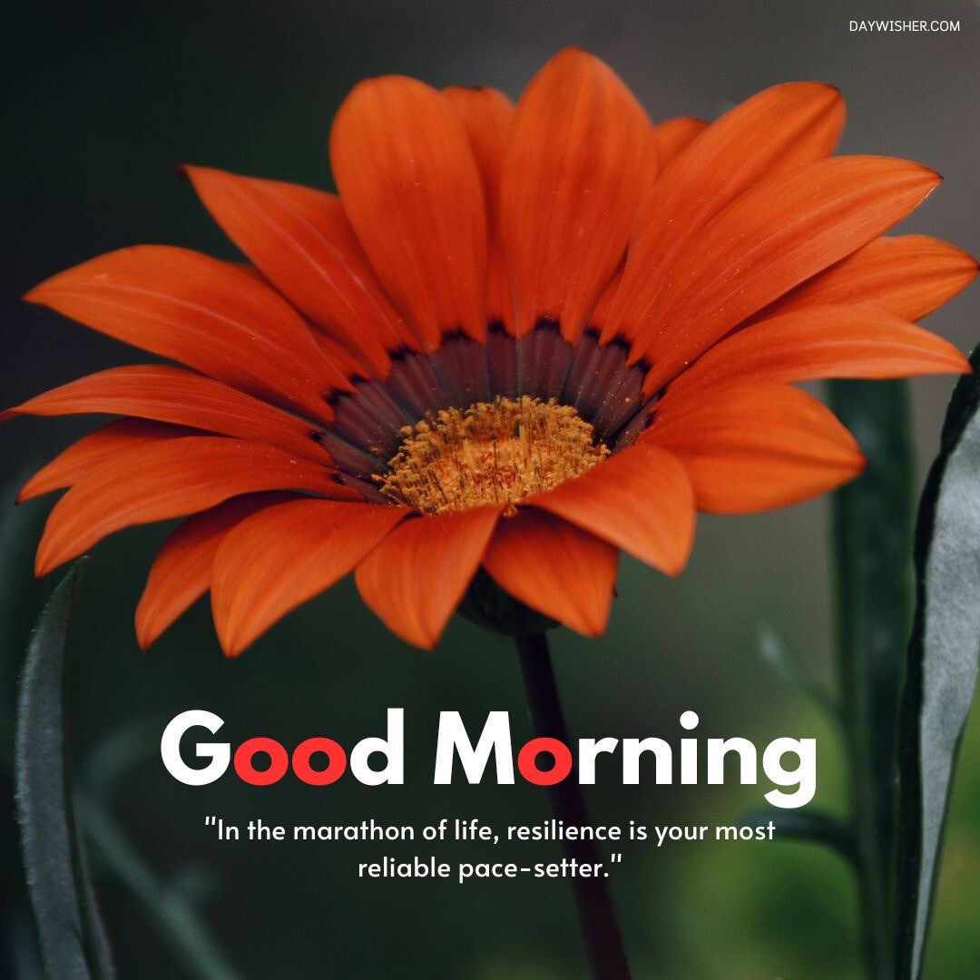 A close-up view of a vibrant orange daisy with detailed textures in the petals and center, set against a dark green background. The flower is highlighted by a good morning quote about resilience, making it a perfect addition to good morning flowers images collections