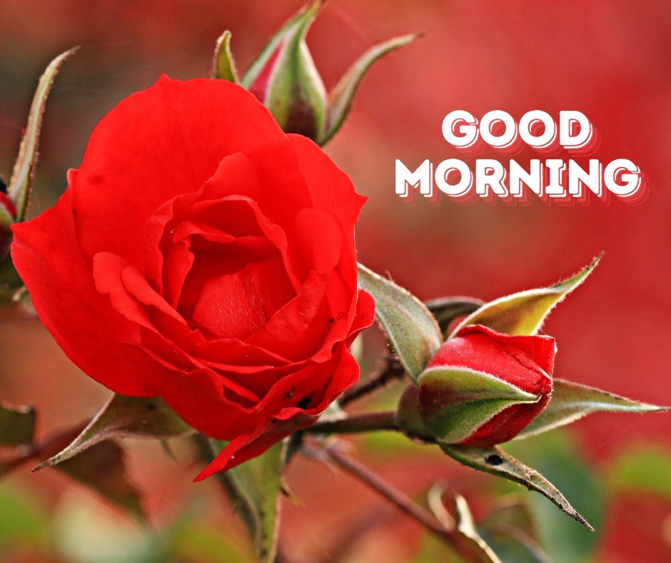 A vivid image of a freshly bloomed red rose with its petals perfectly unfurled, accompanied by a younger bud, all set against a softly blurred red background. The clear "Good Morning" text overlays the image, creating a cheerful and inviting message to start the day with beauty and inspiration.