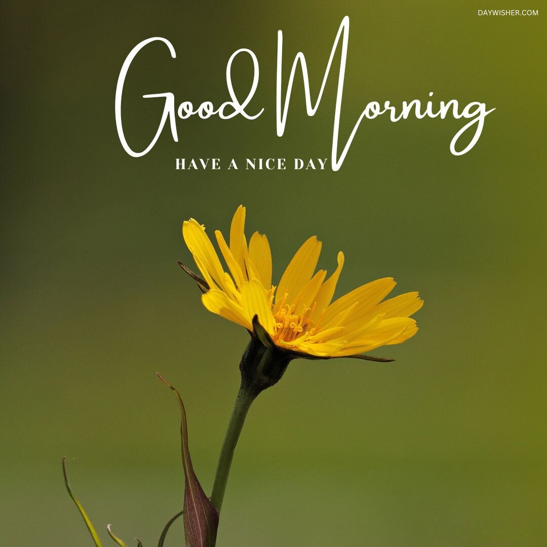 A bright yellow flower stands against a soft green background with a simple yet elegant "Good Morning" message, making this an inspiring good morning flowers image to start your day positively.