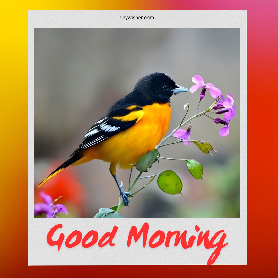 A striking black and orange bird delicately perched on a branch with vibrant purple flowers, symbolizing a fresh and colorful start to the day. Perfect for good morning birds images that brighten and inspire.