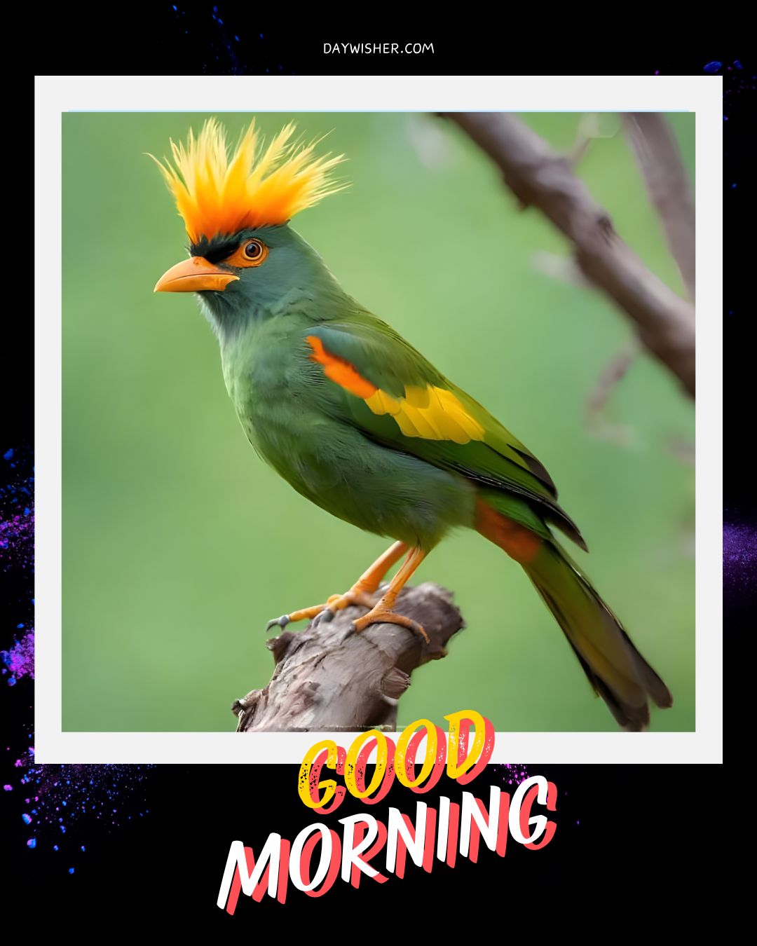 A stunning green bird with a vibrant orange crest and matching wing patches perched on a branch, creating a lively and colorful good morning birds image. Perfect for brightening up anyone's day.