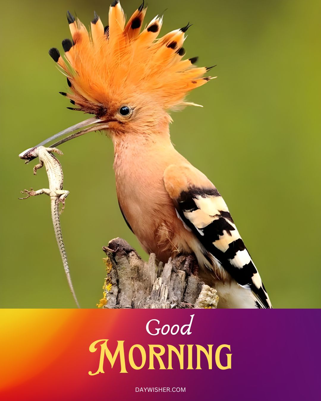 An eye-catching hoopoe bird with a striking orange crest, spotted feathers, and a long beak, holding a lizard on a lichen-covered tree stump, perfectly exemplifies a good morning birds image, vibrant and full of life