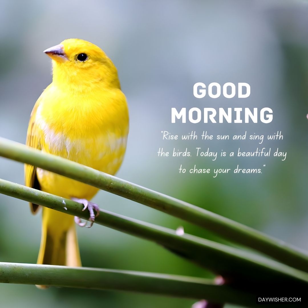 A delicate yellow bird perched on a slender branch against a soft, muted background, presenting a peaceful morning scene. The bird's bright plumage stands out as it looks gently to the side. The image is enhanced with the greeting 'GOOD MORNING' and an inspiring quote: 'Rise with the sun and sing with the birds. Today is a beautiful day to chase your dreams