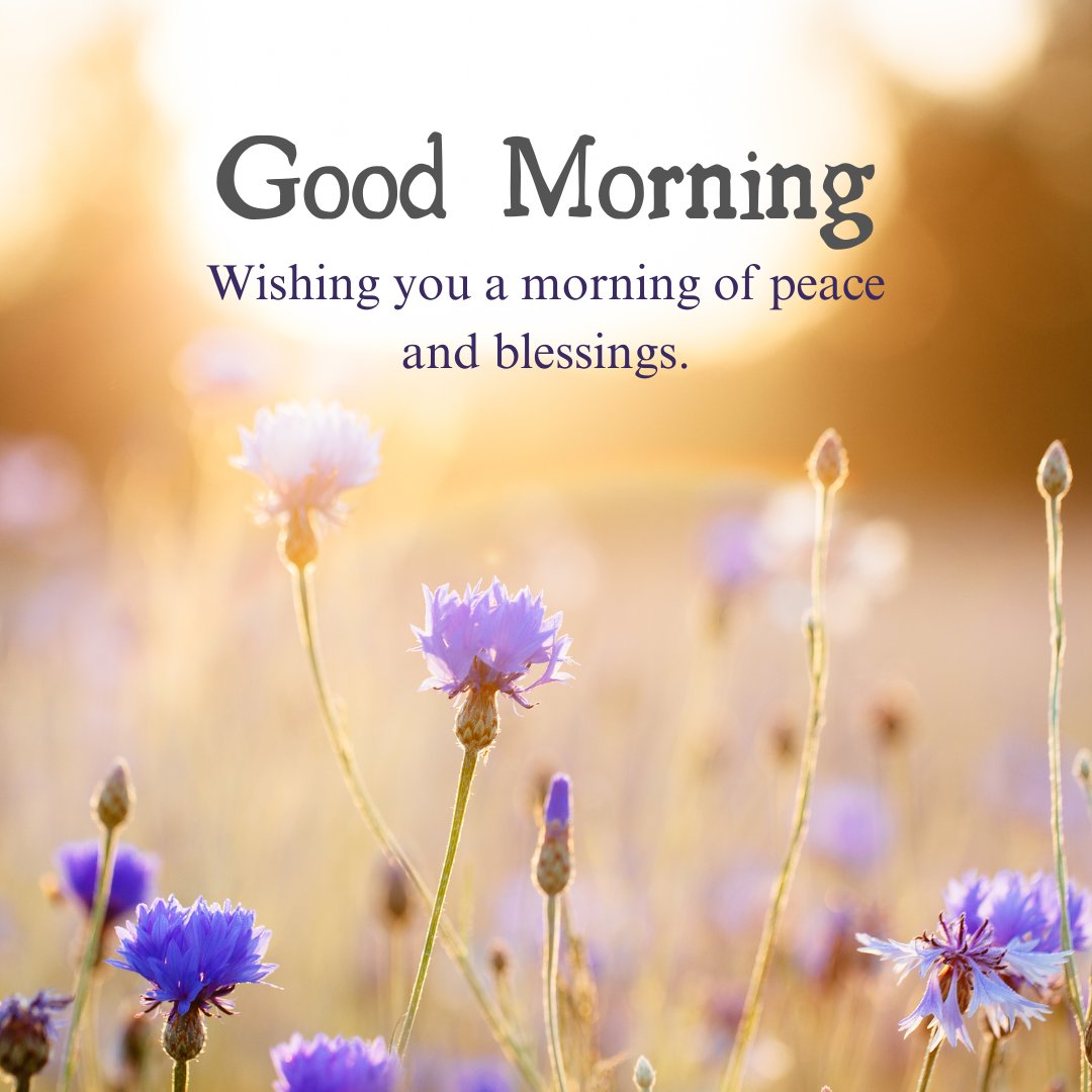 A tranquil good morning blessings image featuring a field of purple wildflowers bathed in soft morning sunlight. The text reads, "Good Morning. Wishing you a morning of peace and blessings." The gentle light and delicate flowers create a serene and calming atmosphere, perfect for sharing positive good morning blessings images and quotes. This beautiful image conveys a message of peace, faith, and inspiration, ideal for uplifting and encouraging loved ones to start their day with a grateful heart.