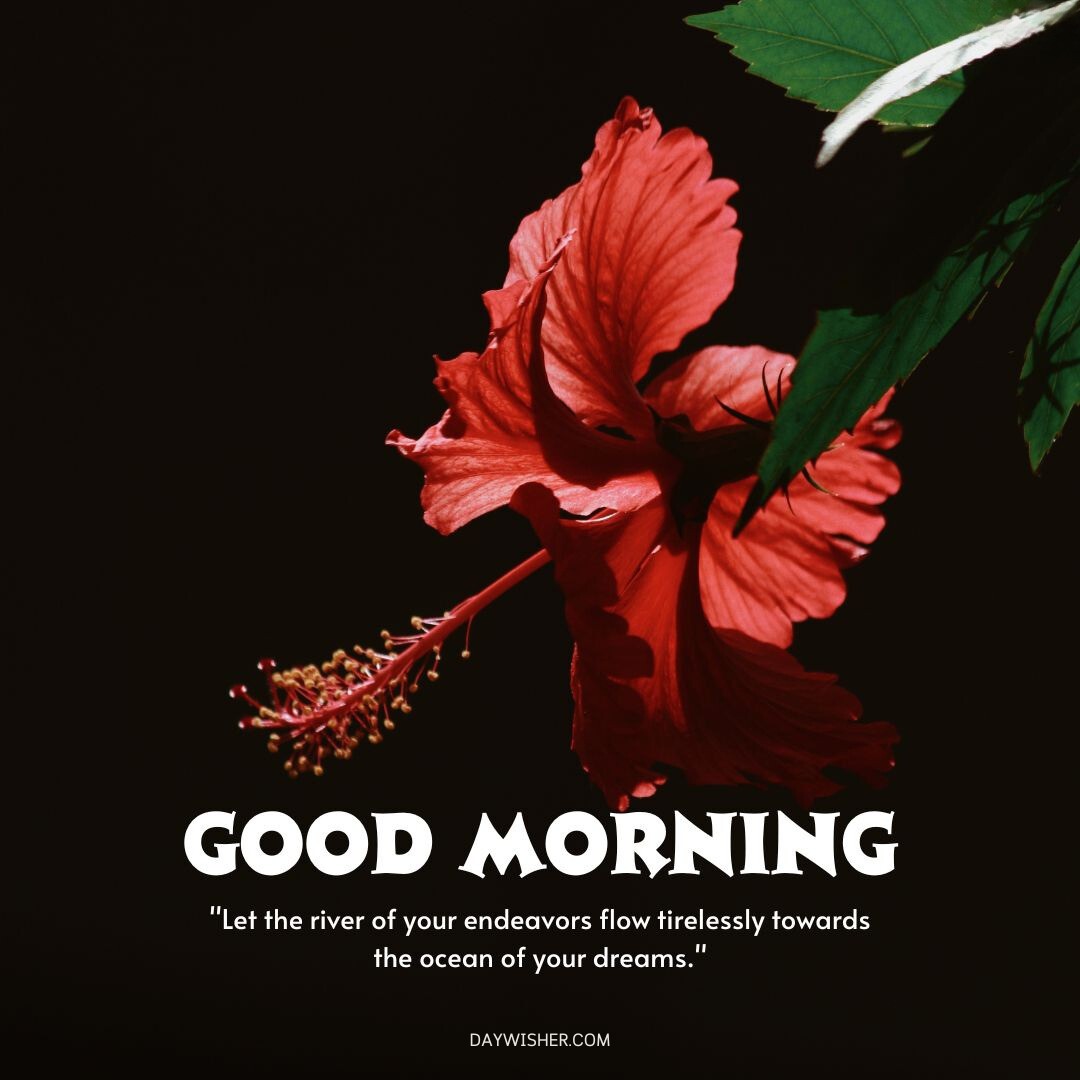 A striking image of a vibrant red hibiscus flower set against a deep black background, creating a dramatic and vivid visual. The flower is captured in full bloom, its delicate petals unfurled and the long stamen extending towards the viewer, accentuated by a touch of natural green from its leaves. This image, paired with an uplifting quote about perseverance and dreams, serves as a powerful good morning message, encouraging positivity and relentless pursuit of one's goals.