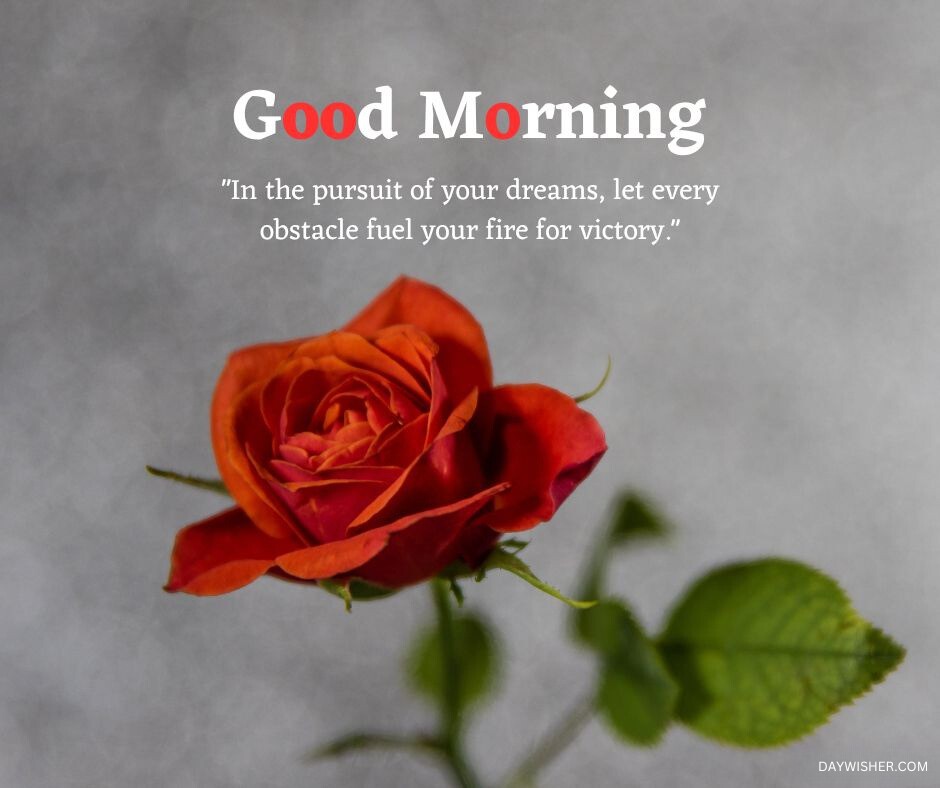 A single red rose with vibrant orange undertones stands elegantly against a textured grey backdrop. The rose, with its intricate layers of petals, exudes a sense of depth and complexity, while its fresh green leaf adds a touch of natural vitality. The image is both simple and profound, enhanced by an inspiring quote about overcoming obstacles and pursuing dreams. This thoughtful and motivational good morning message encourages viewers to start their day with determination and optimism.