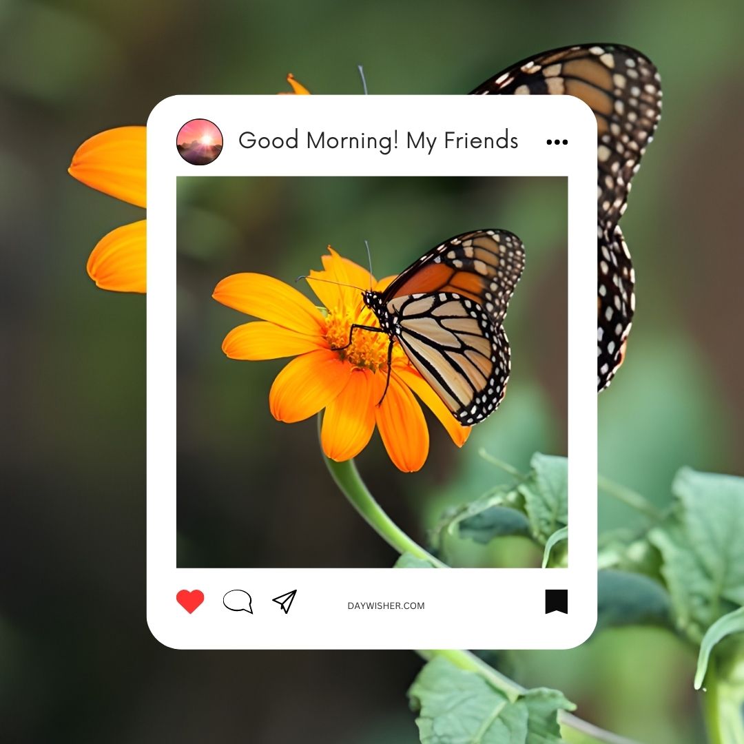 A captivating image designed to mimic a social media post, featuring a monarch butterfly perched delicately on a vibrant orange flower. The scene is set in a lush green environment, enhancing the natural beauty and bright colors of both the butterfly and the flower. This image is perfect for sharing good morning wishes among friends on social media platforms, combining the freshness of morning and the beauty of nature to inspire positivity and connection. The butterfly's detailed patterning and the flower's vivid hue make this an uplifting and picturesque start to the day.