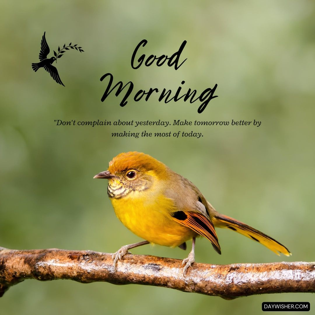 A vibrant yellow bird perched on a branch with a soft green background. The image includes a black flying bird silhouette and text that reads "Good Morning" alongside an inspirational quote.