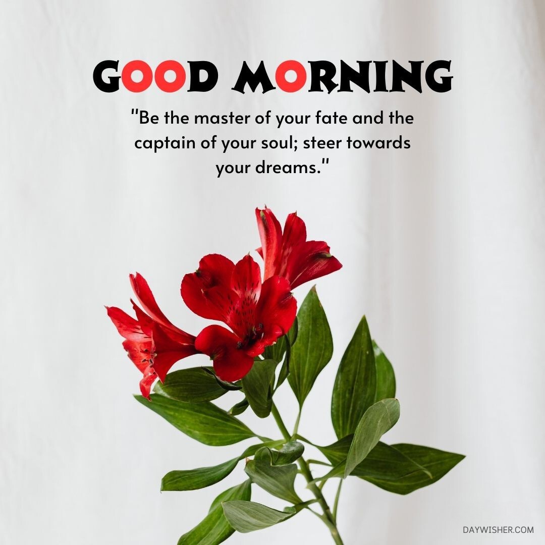  flowers against a white background, with a quote about steering towards your dreams.