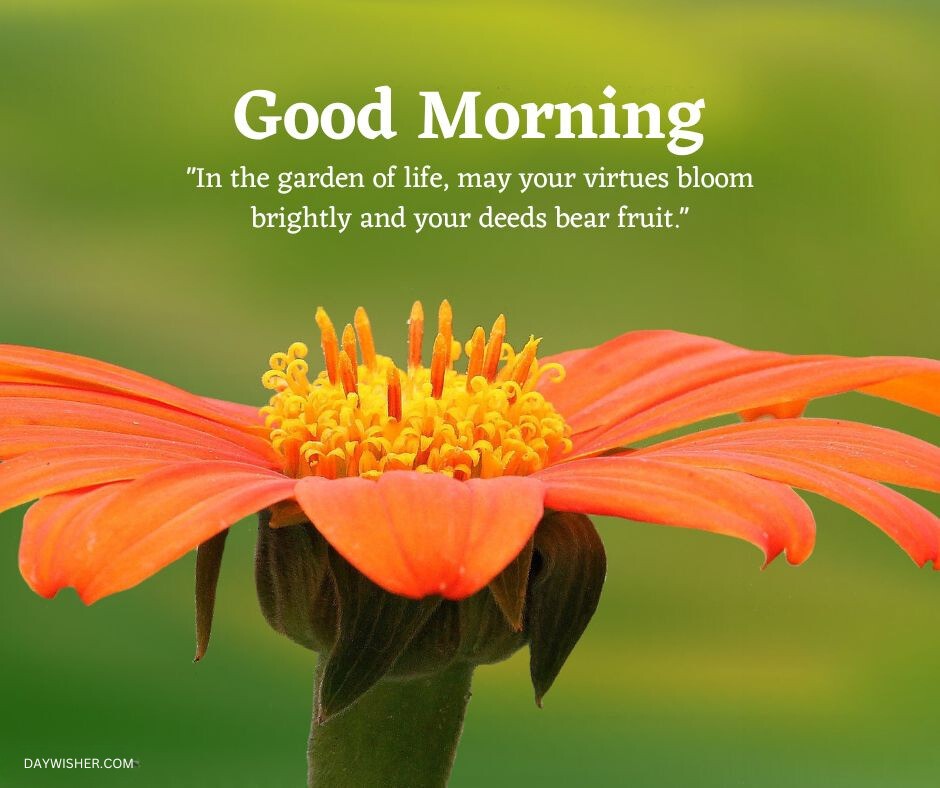 Bright orange flower with a yellow center shown in close-up, with a "good morning" greeting and an inspirational quote about virtues and deeds on a blurred green background.