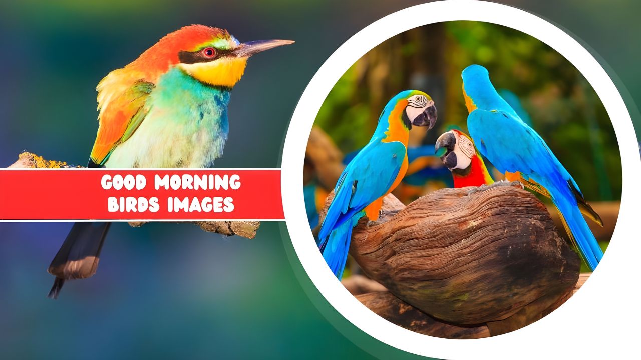 good morning birds images