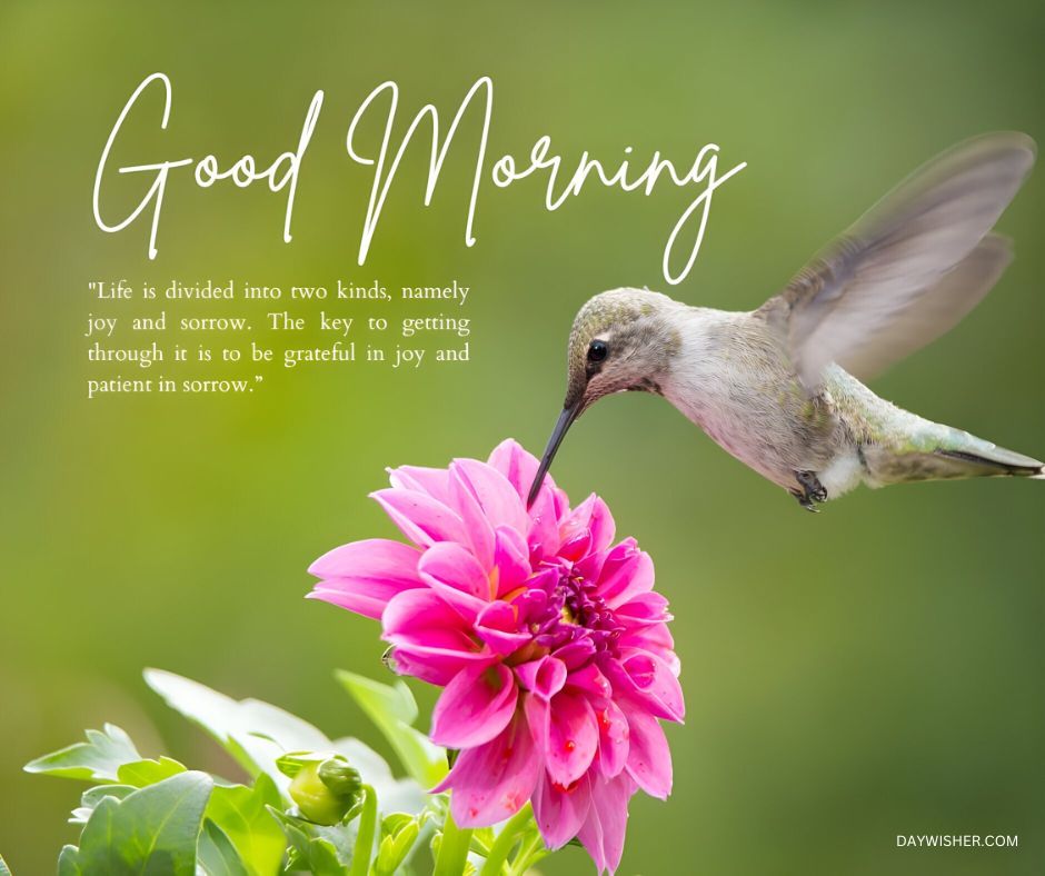 A hummingbird feeding on a pink flower with a blurred green background and text that says "Good Morning Birds" along with an inspirational quote about life, joy, and sorrow.