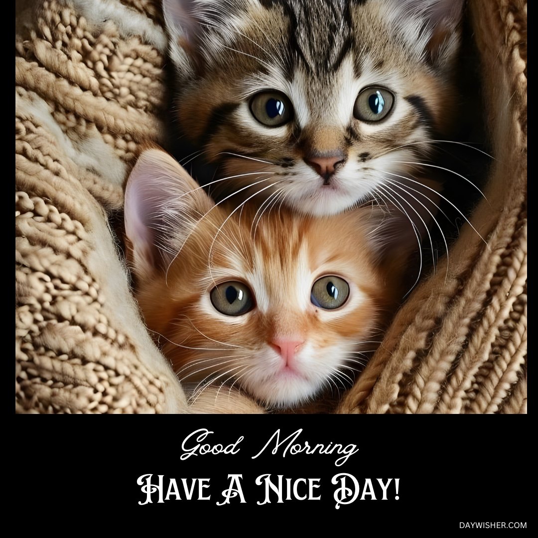 Two adorable kittens peering out from a cozy knitted blanket, one tabby and one orange, with a greeting image that says "Good Morning, Have a Nice Day!