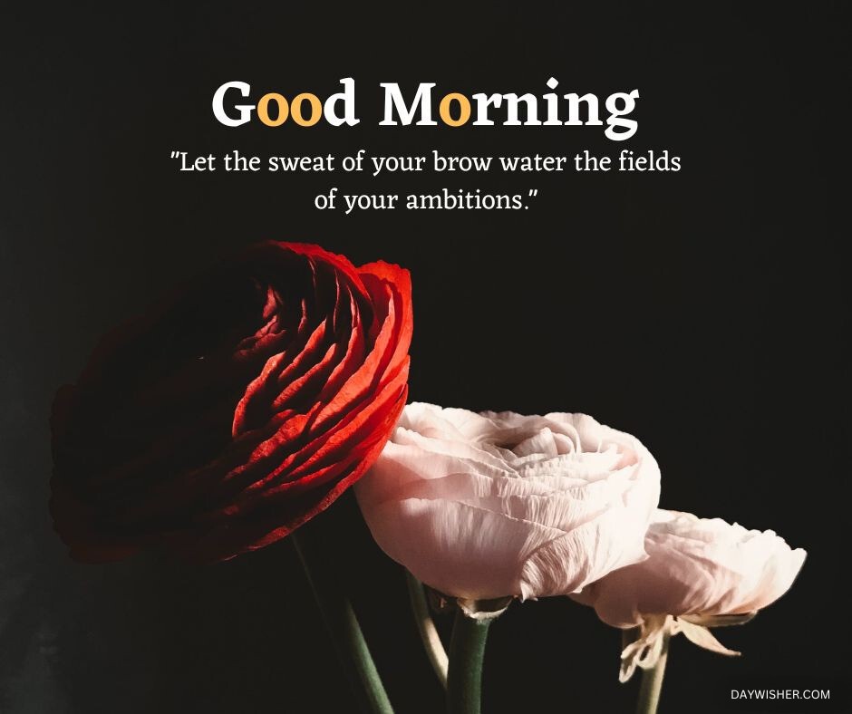 A motivational quote "let the sweat of your brow water the fields of your ambitions" on a dark background with a vivid red and soft pink morning flowers in the foreground.