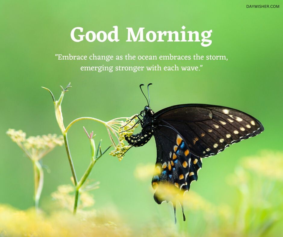 A black butterfly with blue and orange spots rests on a flower, against a soft green background, with a "Good Morning Flowers Images" quote about embracing change.