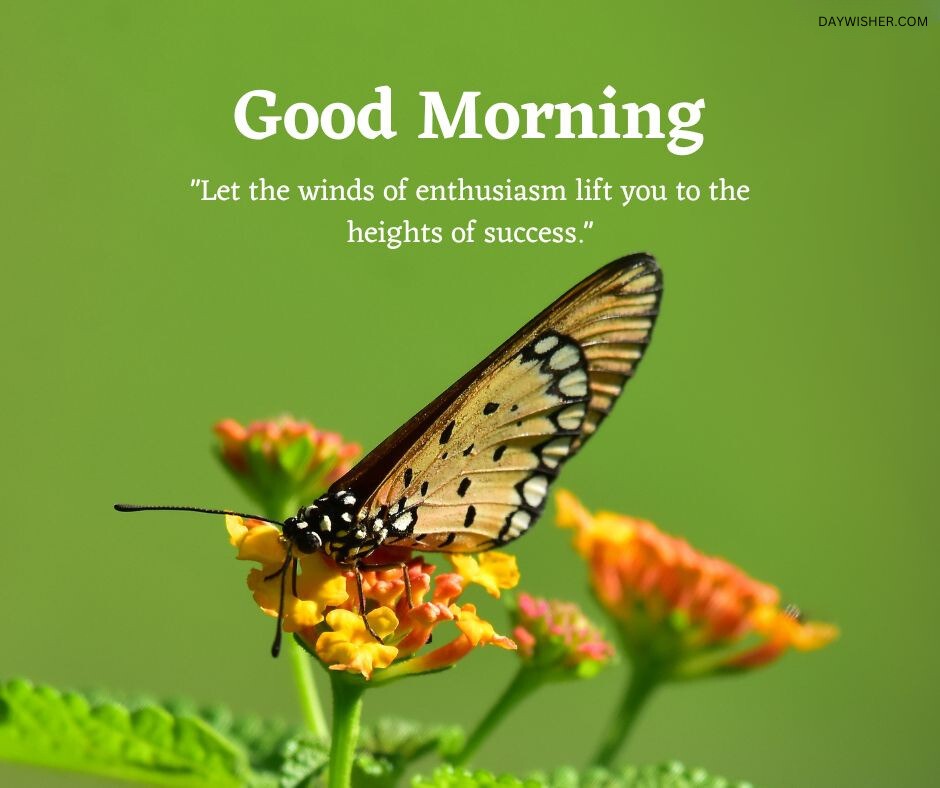 A vibrant butterfly with dotted wings rests on Good Morning Flowers against a green background, with text saying "good morning" and a motivational quote about enthusiasm and success.