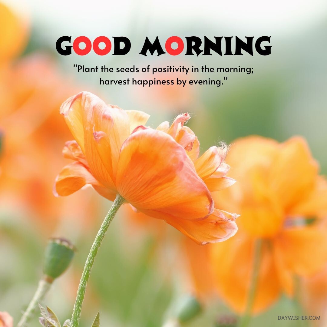 A vibrant Good Morning Flowers Images featuring bright orange flowers in full bloom, with a backdrop softly blurred in green. The text "good morning" and a motivational quote about positivity are superimposed on the