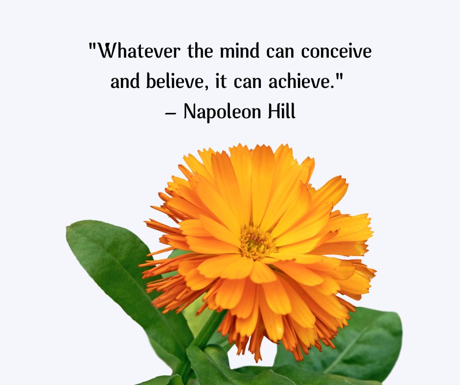 Law of Attraction manifestation quote by Napoleon Hill displayed above a bright orange flower on a light background, symbolizing the power of belief and achieving success