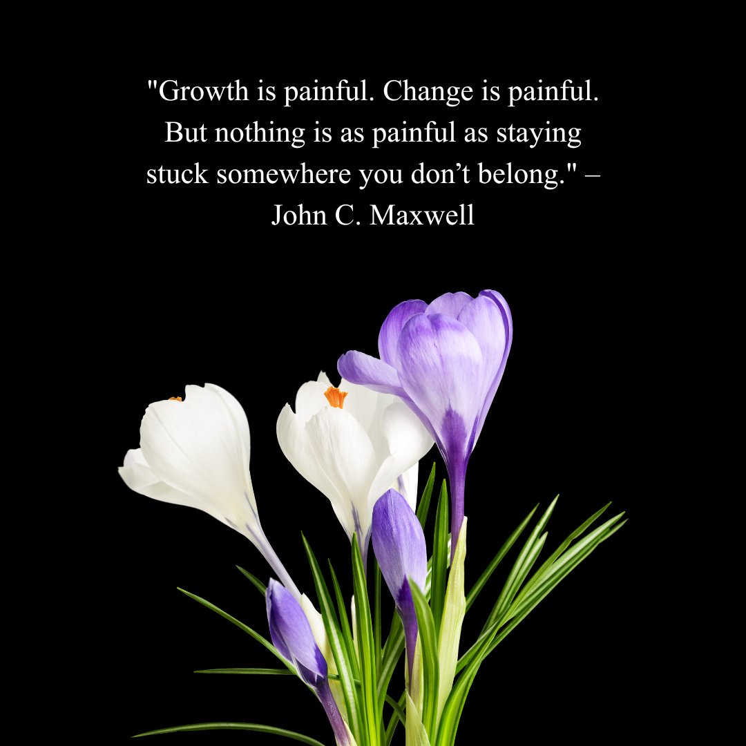 A motivational quote by John C. Maxwell on a black background that reads, "Growth is painful. Change is painful. But nothing is as painful as staying stuck somewhere you don’t belong," accompanied by blooming purple and white crocus flowers. This image is ideal for You Got This Quotes for Him.