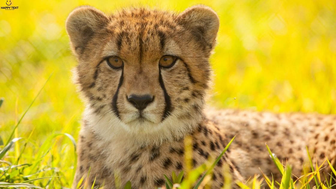 Deep Spiritual Meaning of a Cheetah